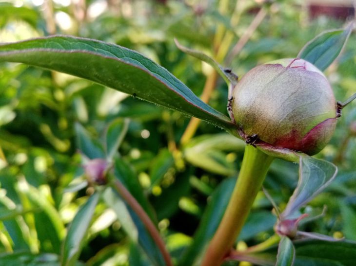 Peonies Bud