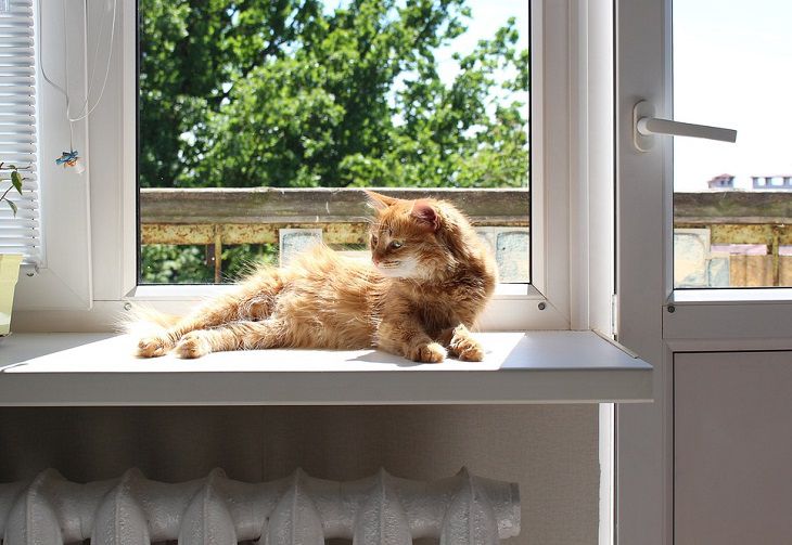 Window and cat