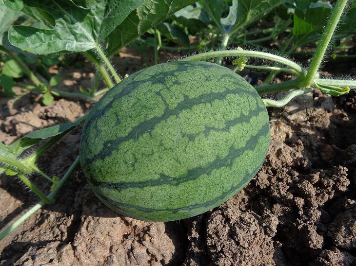 Wassermelone