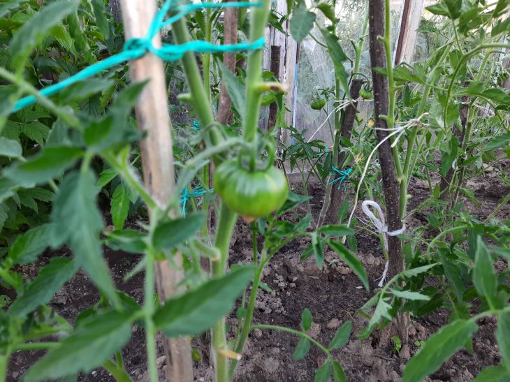 Tomatoes