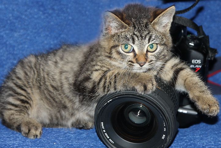 Cat Camera