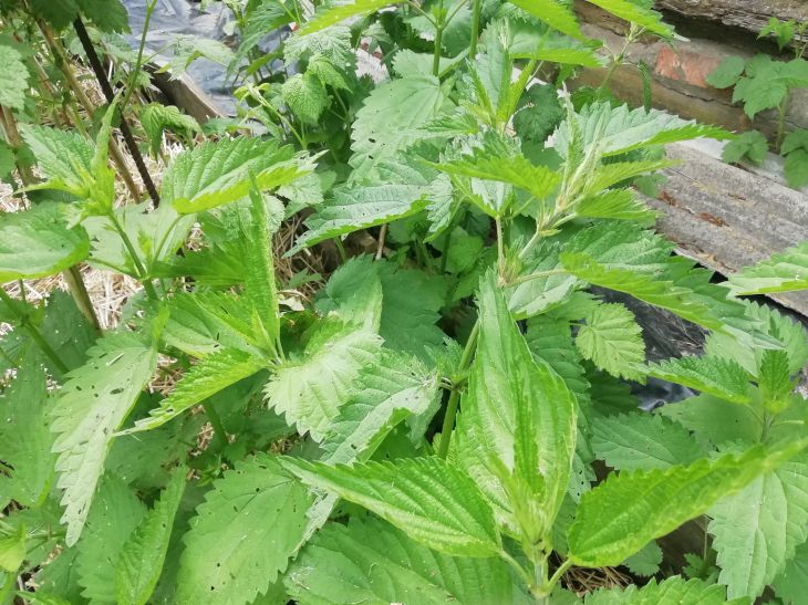 Mauvaises herbes d'ortie