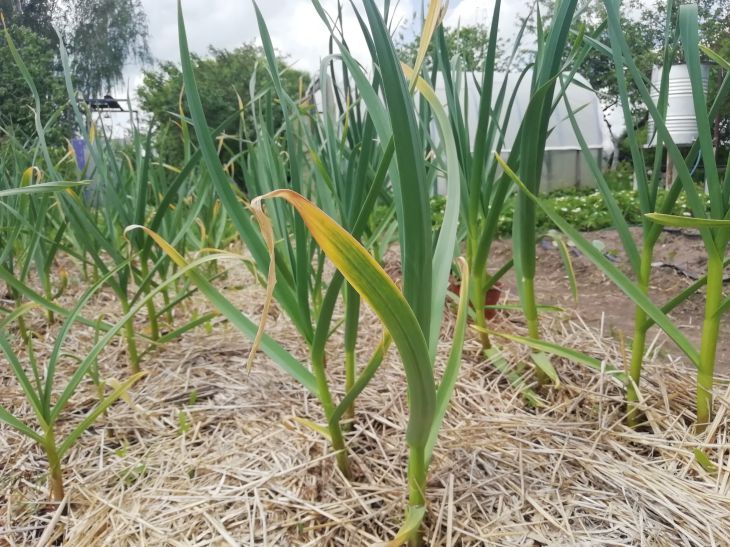 Garlic Bed