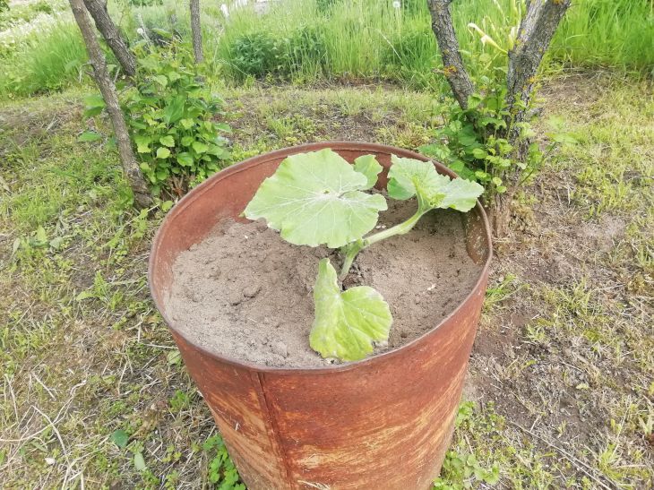 Calabaza De Barril