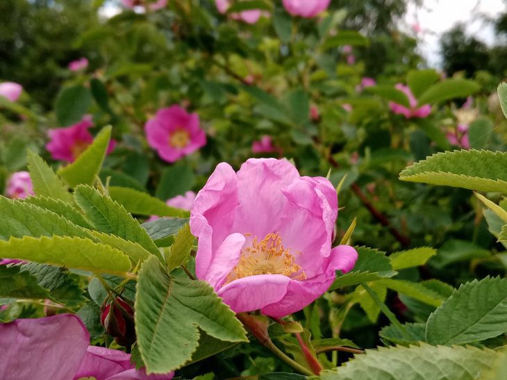 Fleurs de roses