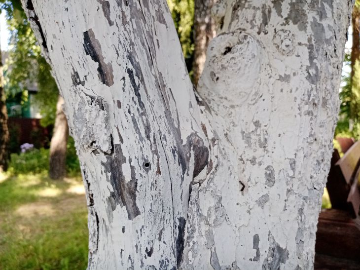 Tree Whitewash