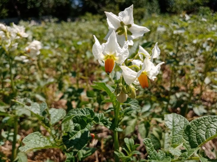 Potato Flowers