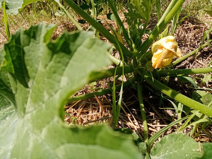 Zucchiniblüte