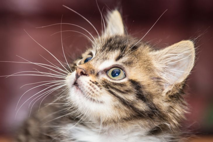 Bigotes de gatito