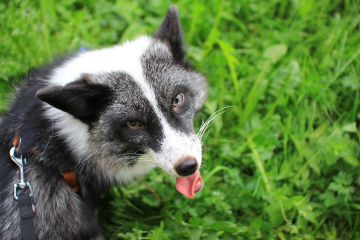 Animaux Chien