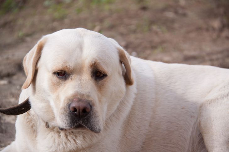 Retriever dog