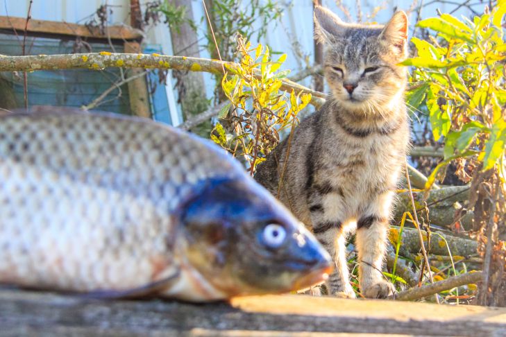 Poisson-chat