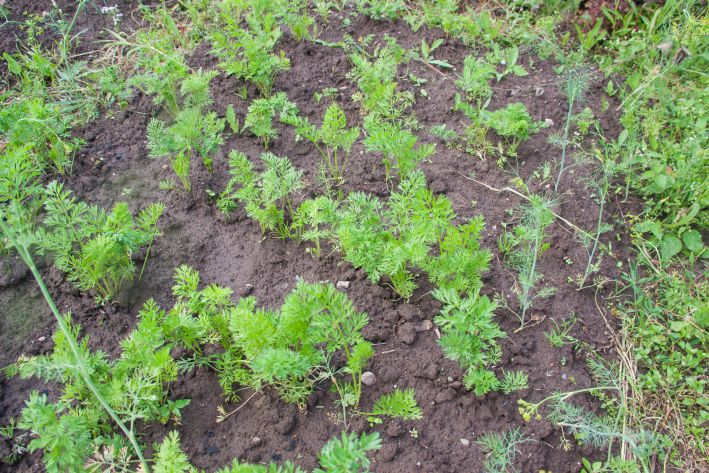 Zanahorias Verdes