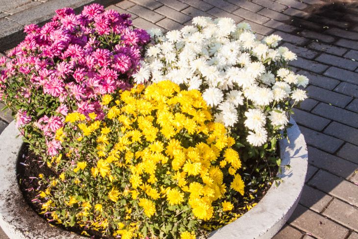 parterre de fleurs