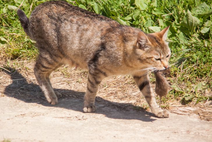 ratón gato