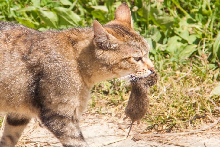 Chat Souris