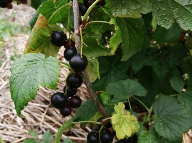 Currant Berries