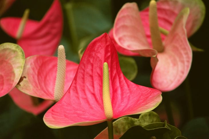 Anthurium