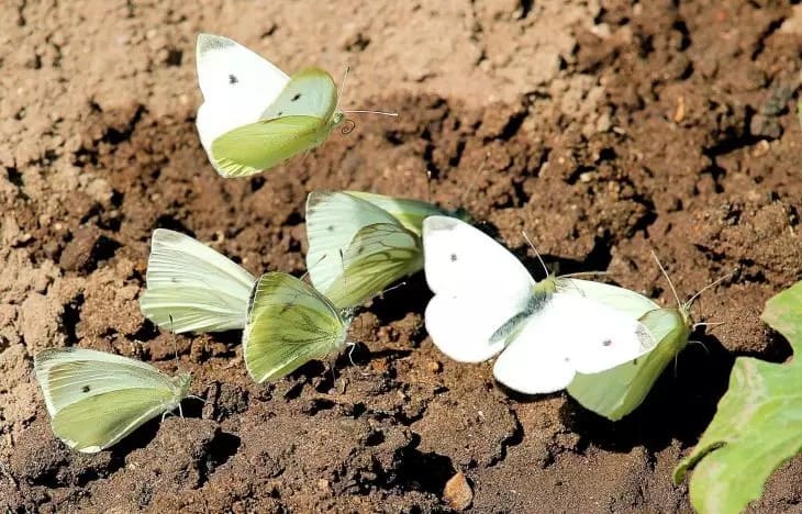 mariposas