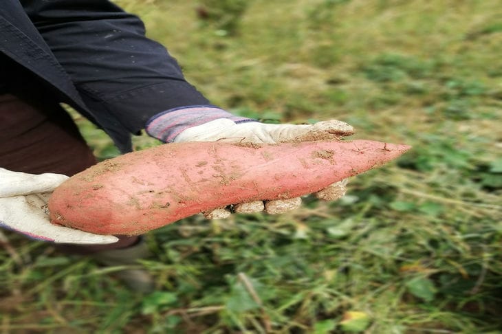 Sweet potato in hands