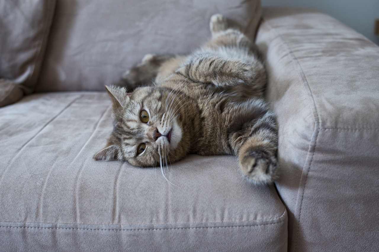 Katze auf dem Sofa