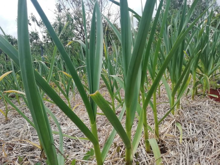 Mulched garlic