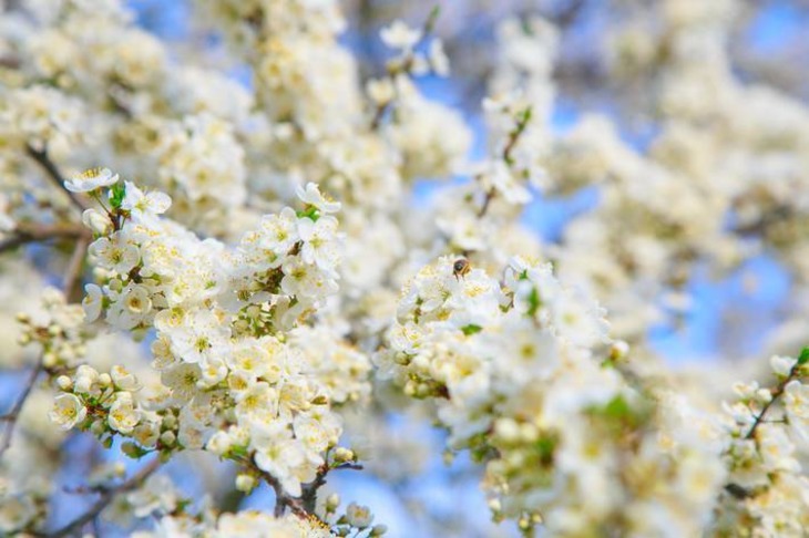 árbol floreciente