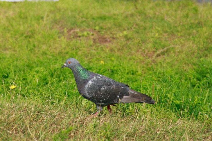 pigeon