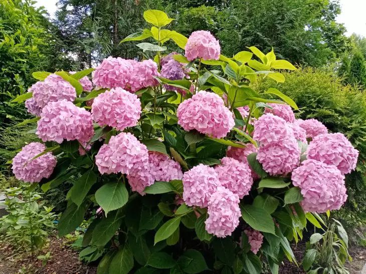 Hortensie