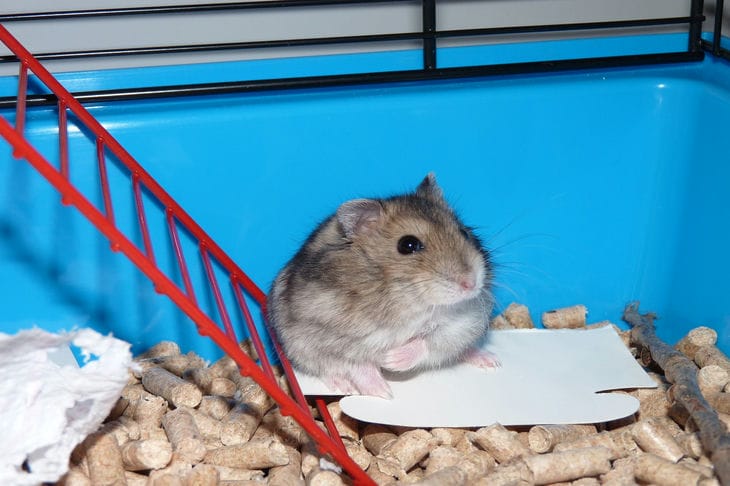 Hamster in a cage