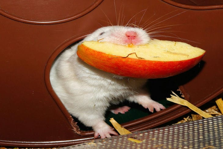 Hamster with an apple