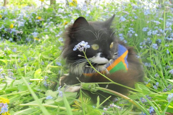 Katze im Gras