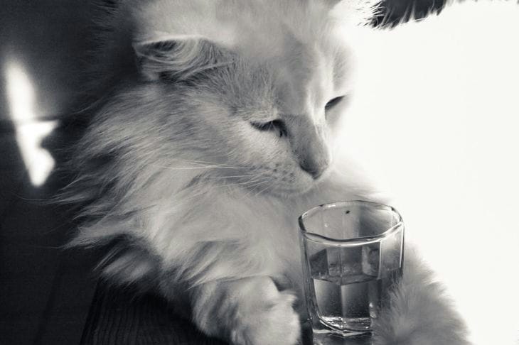 Chat avec un verre