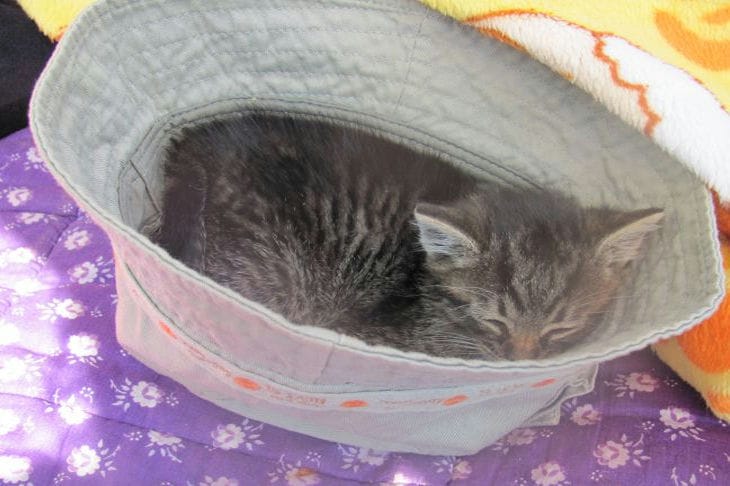 Kitten in a Panama hat