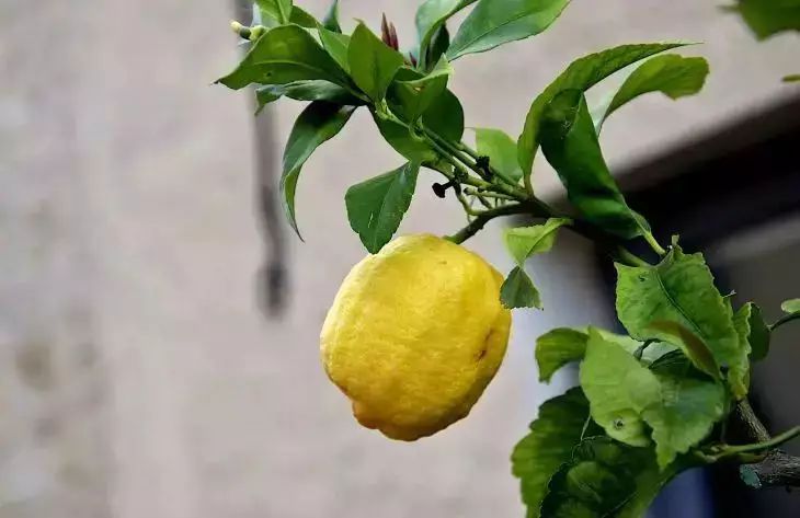 citron