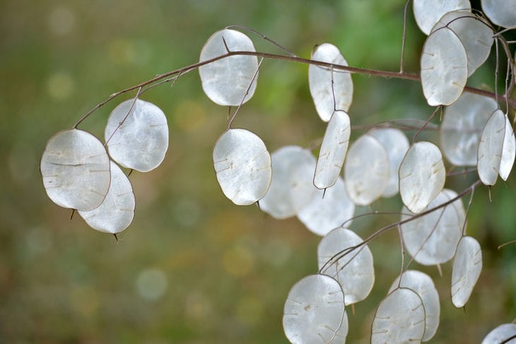 lunaria