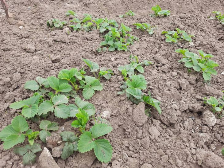 Erdbeeren im Garten