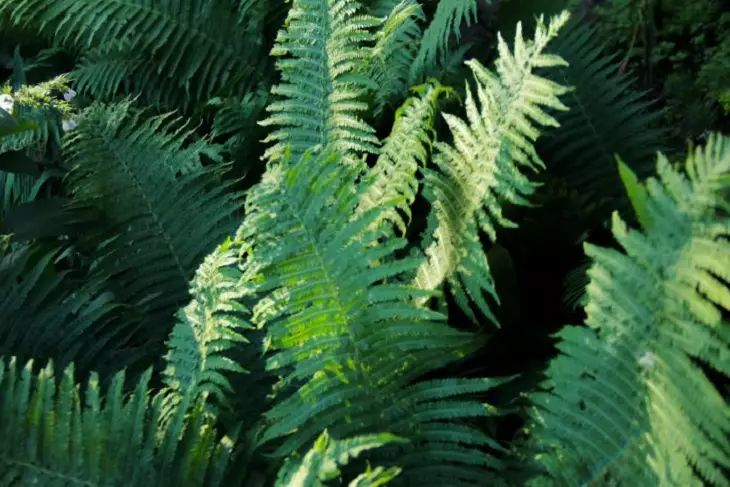 fern