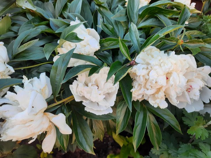 Peonies