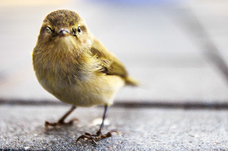 ein Vogel