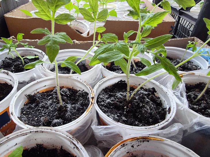 Tomato seedlings