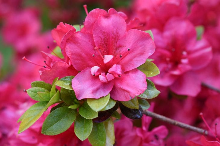 Rhododendron