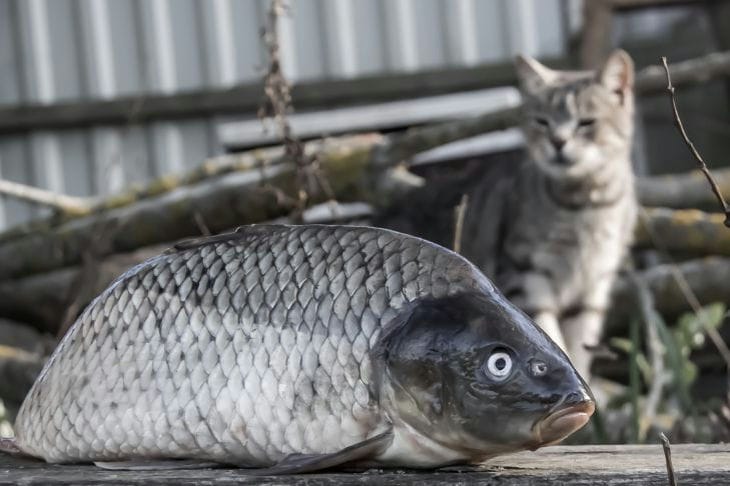 Poisson et chat