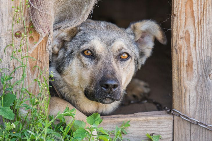 Chien dans une cabine