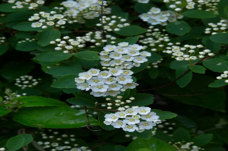 Spirea Wangutt