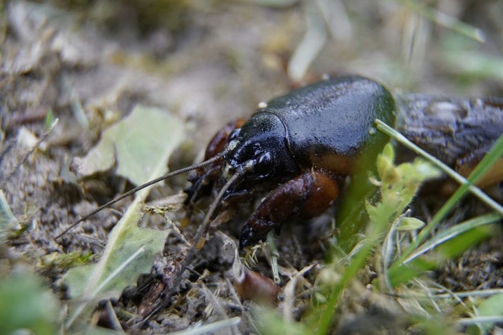 Mole cricket