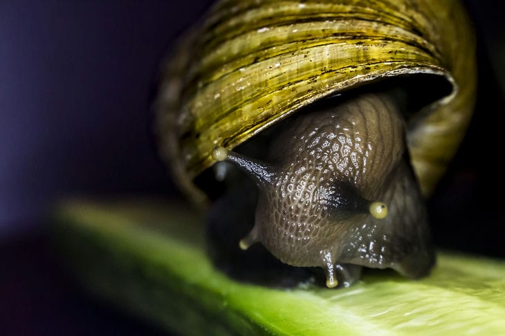 Snail