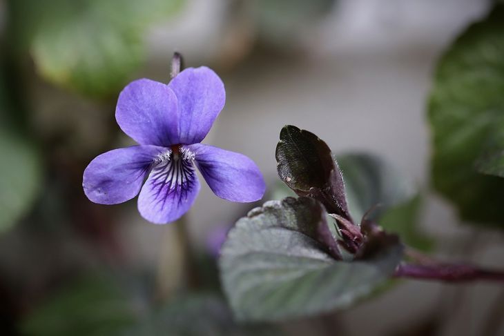 violeta