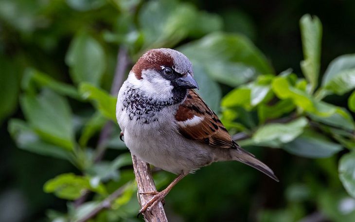 sparrow