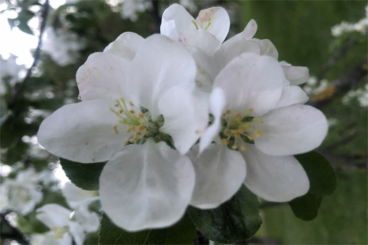 Manzano en flor